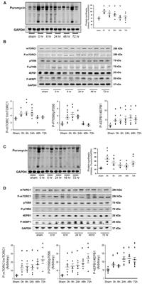 Downregulation of let-7 by Electrical Acupuncture Increases Protein Synthesis in Mice